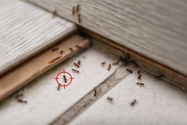 Best Cockroach Control Services  in Liberty City, TX
