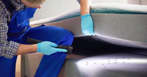 Best Flea Control Services  in Liberty City, TX