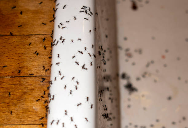 Best Best Pest Control Companies  in Liberty City, TX