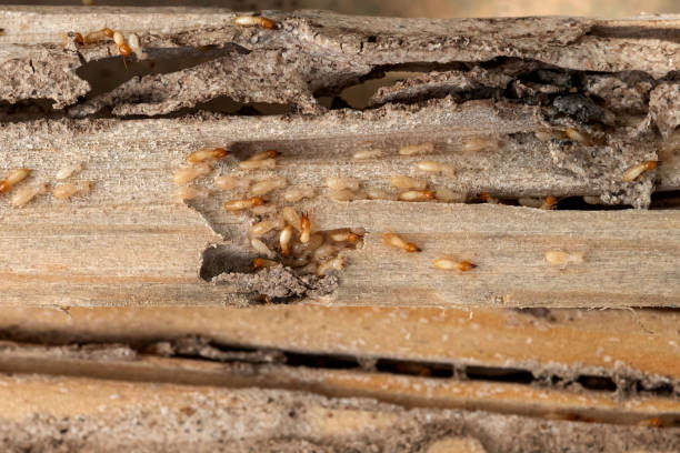 Flea Control Services in Liberty City, TX