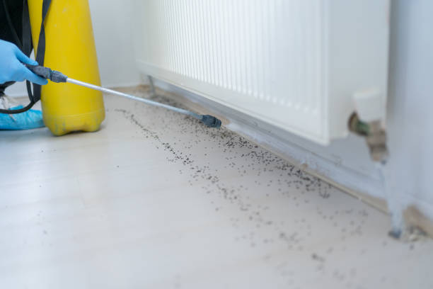 Best Local Pest Control Services  in Liberty City, TX
